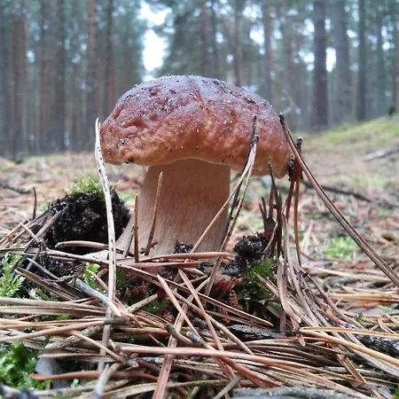 Holiday home Lesny *