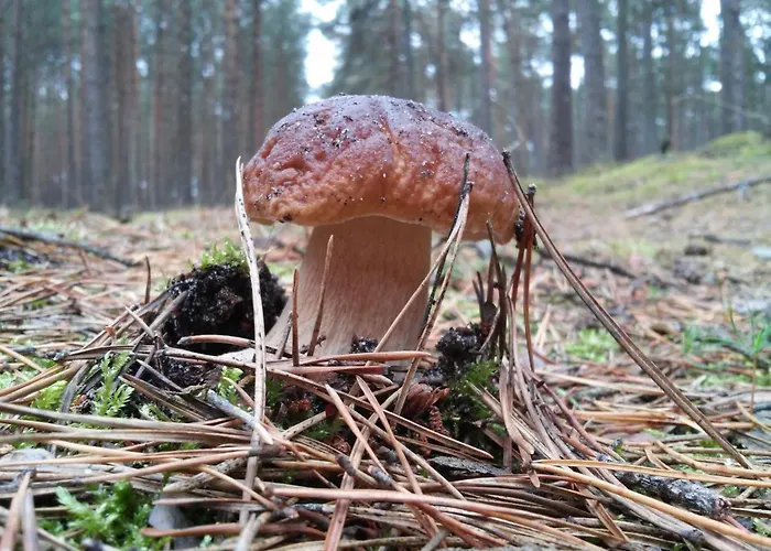 Semesterbostad Lesny *